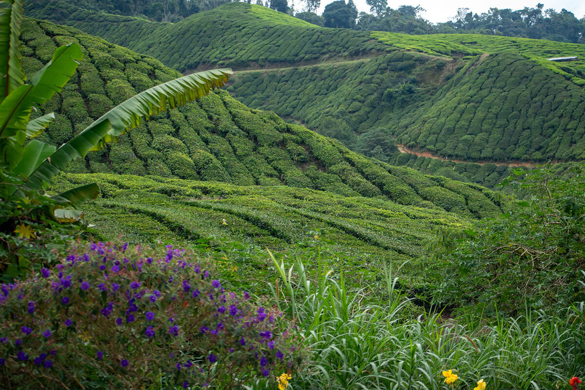 que ver en cameron highlands