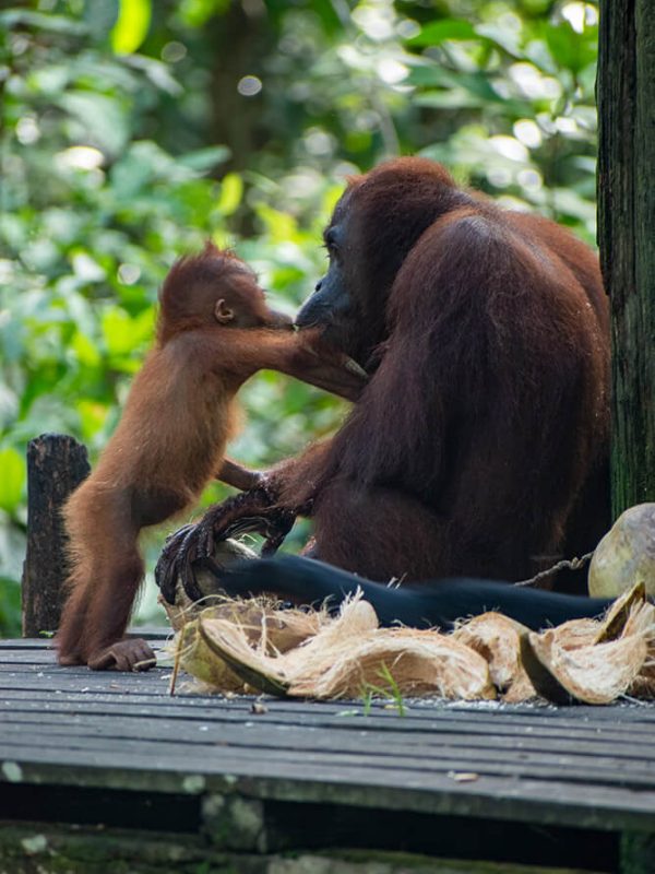 que ver en borneo, malasia