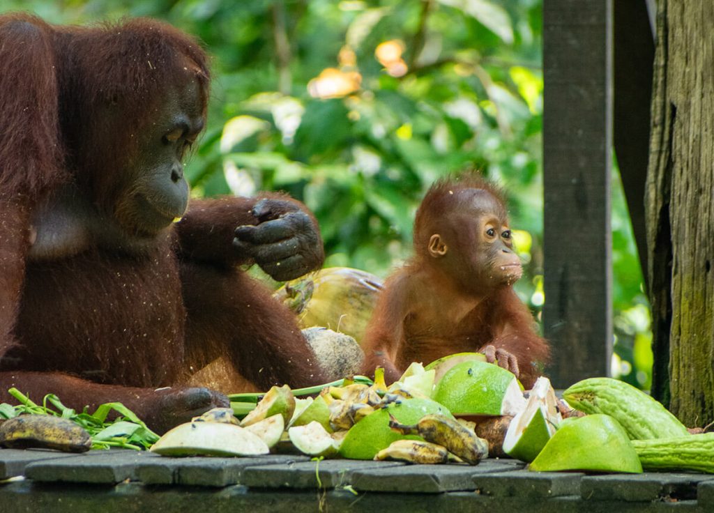 ver orangutanes en borneo