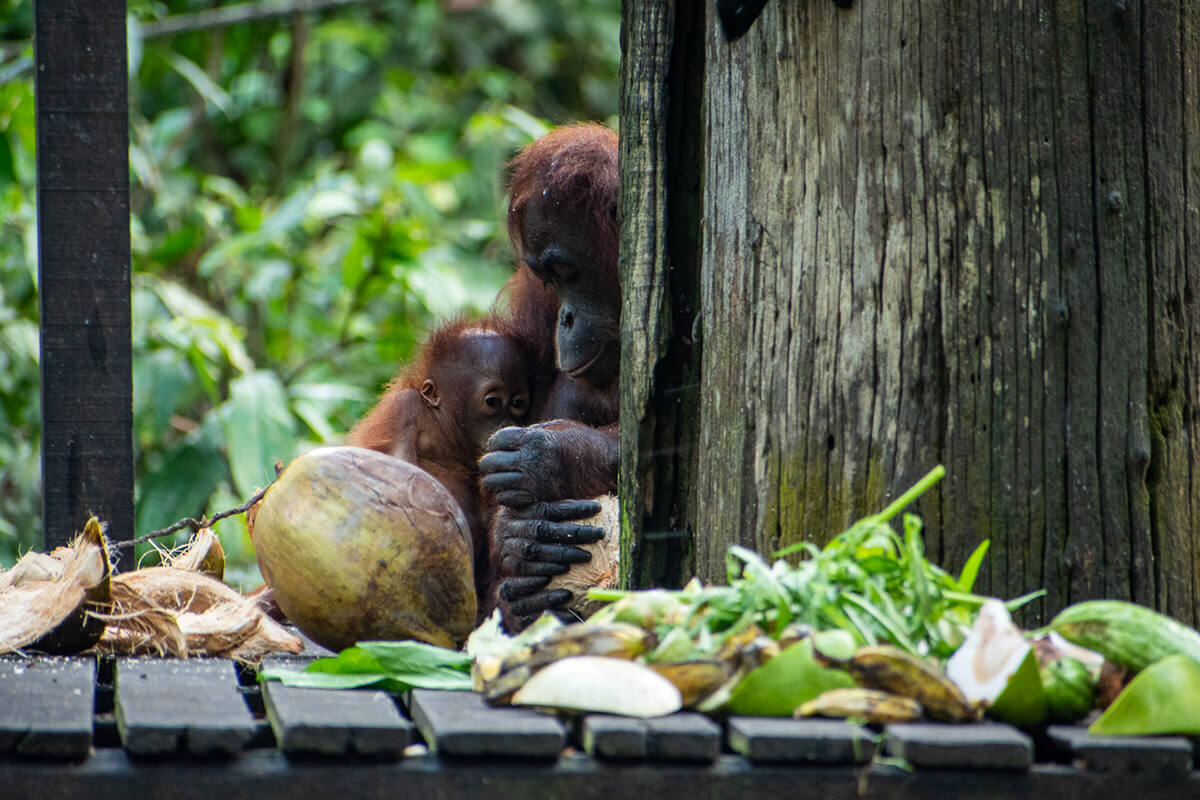 mama orangutan y bebe borneo