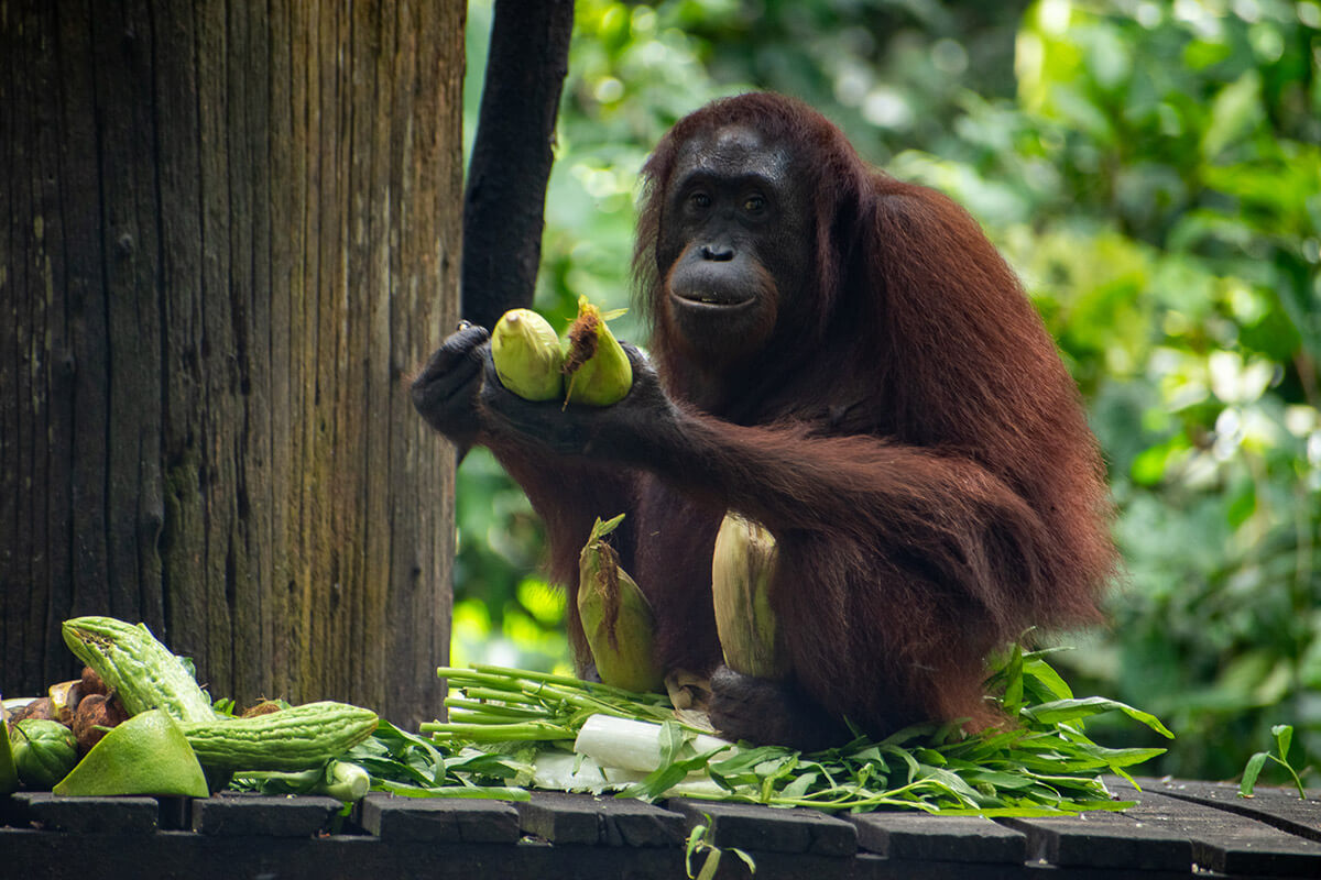 orangutanes en sepilok