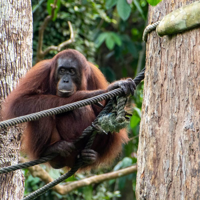 viajar a borneo malasia