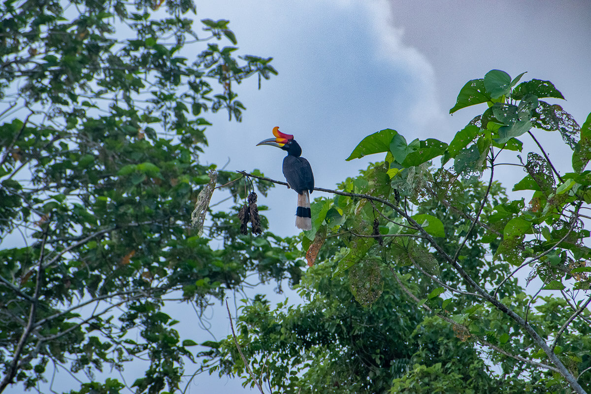 crucero por el rio kinabatangan