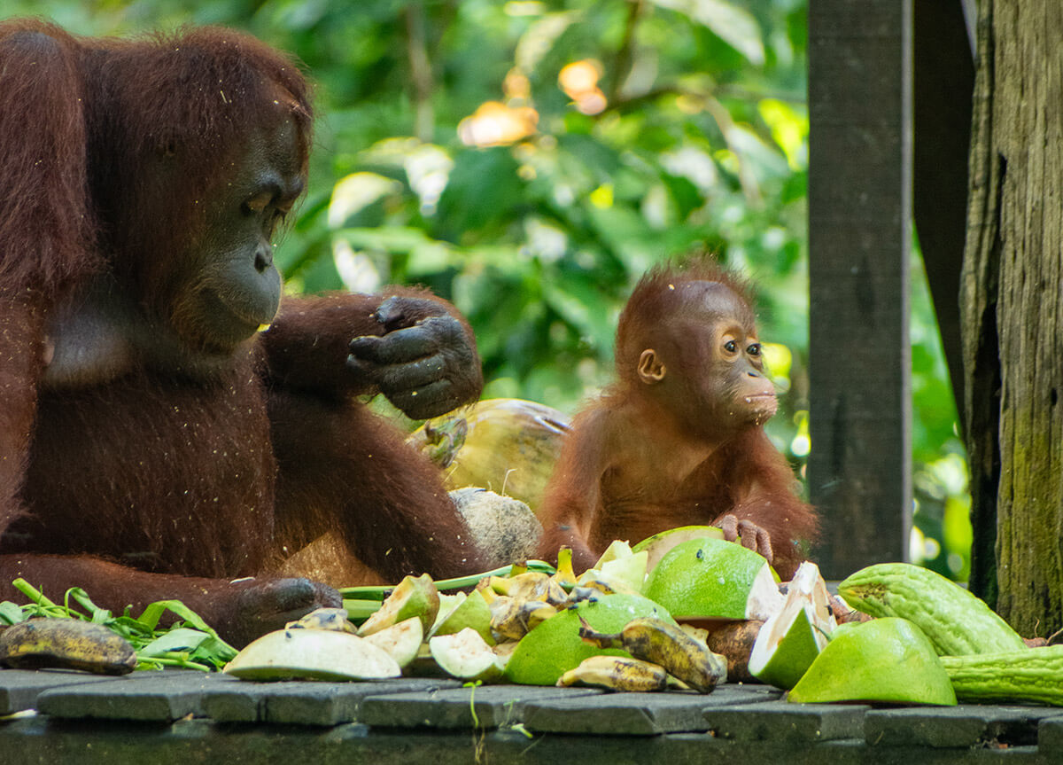 ver orangutanes en borneo