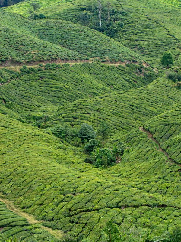 que ver en cameron highlands