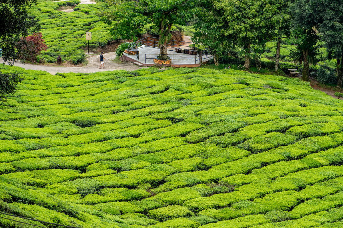 que ver en cameron highlands
