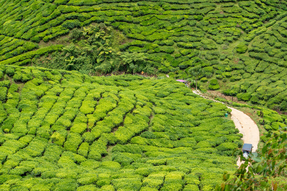 que ver en cameron highlands