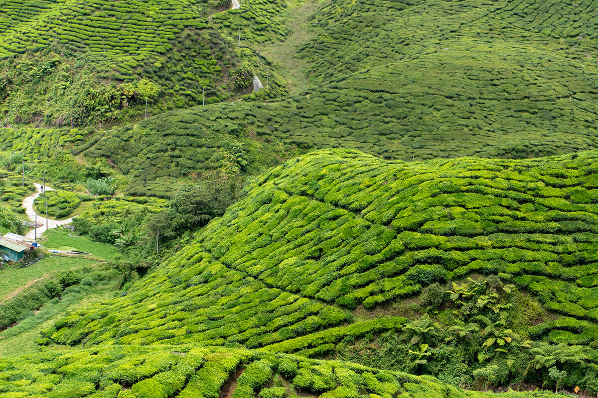 cameron highlands malasia