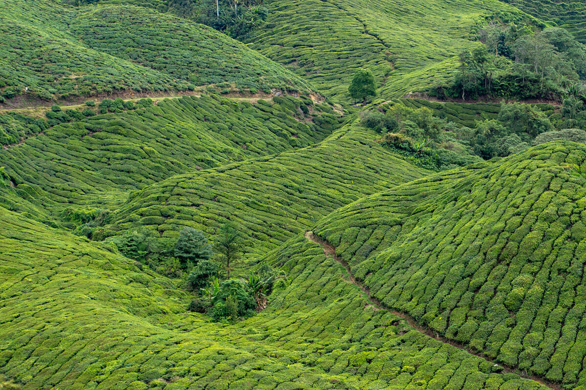 plantaciones de te malasia