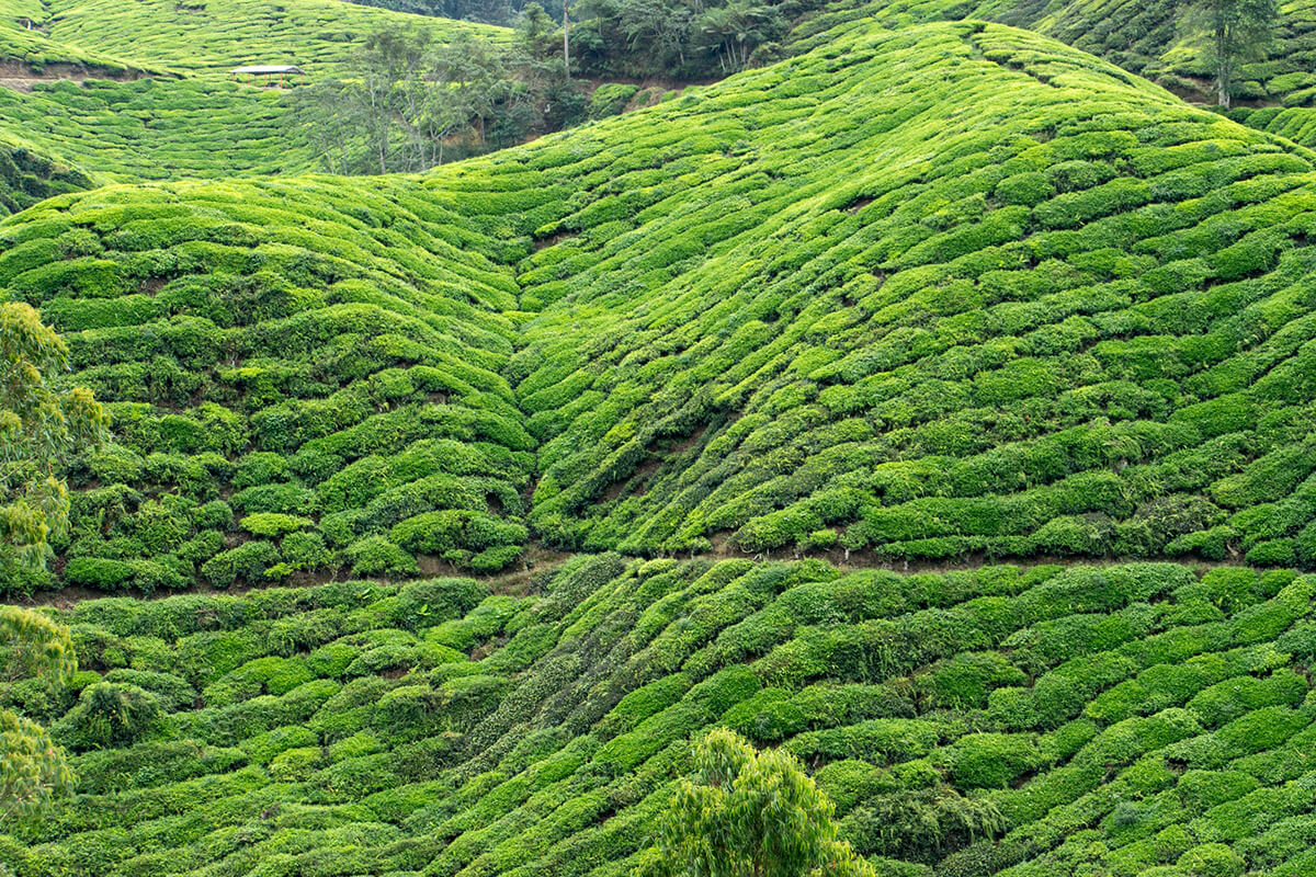 mejor epoca para visitar cameron highlands
