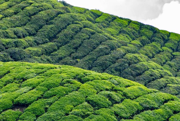 cameron highlands banner