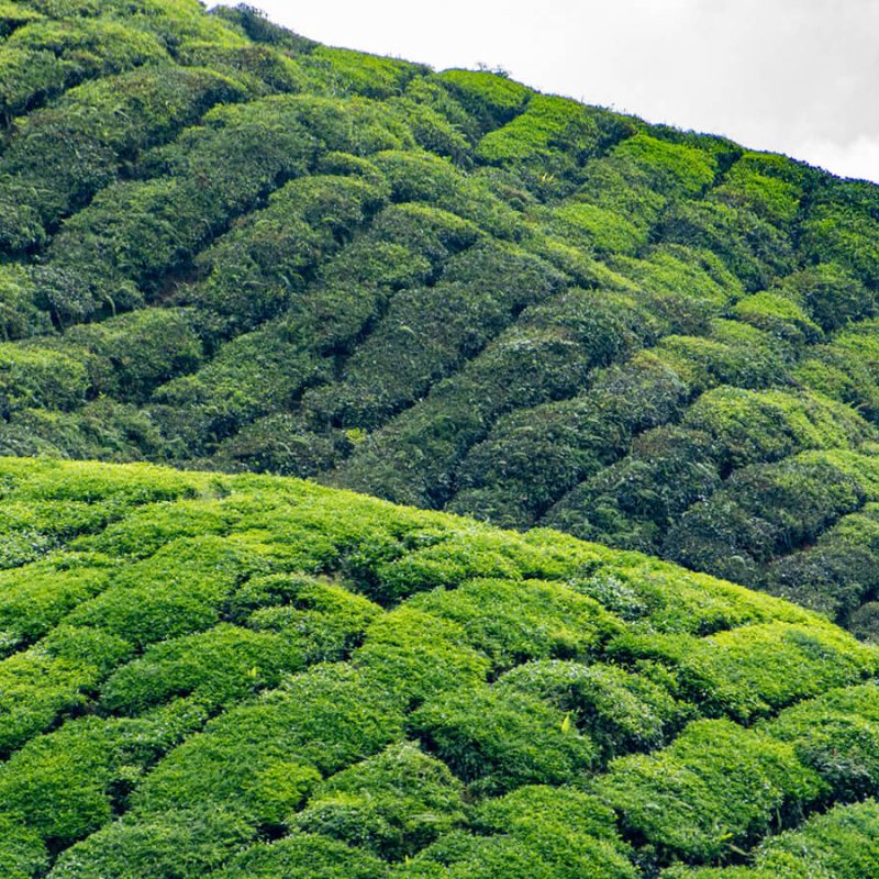 cameron highlands banner
