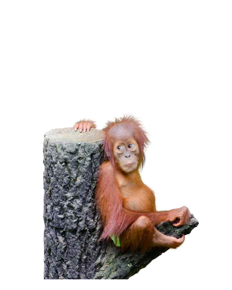orangutan