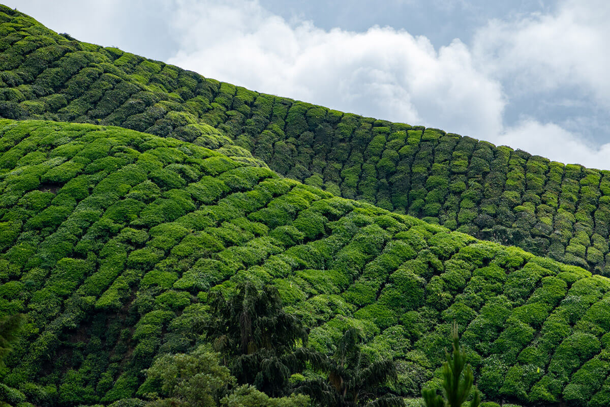 plantaciones te malasia