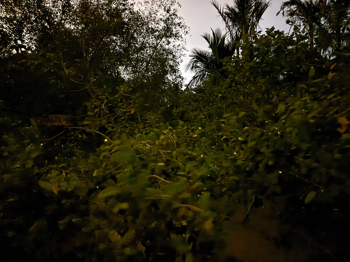 ver luciernagas en kuala selangor