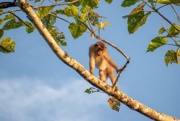 Un mono en el Rio kinabatangan del borneo malasio
