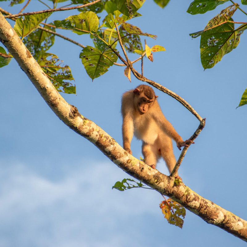 Un mono en el Rio kinabatangan del borneo malasio