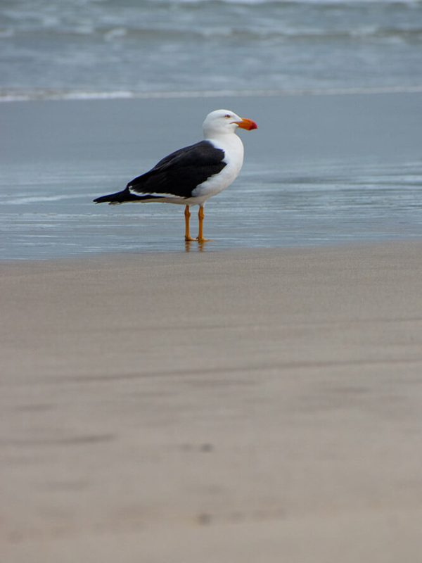 que ver a las afueras de melbourne