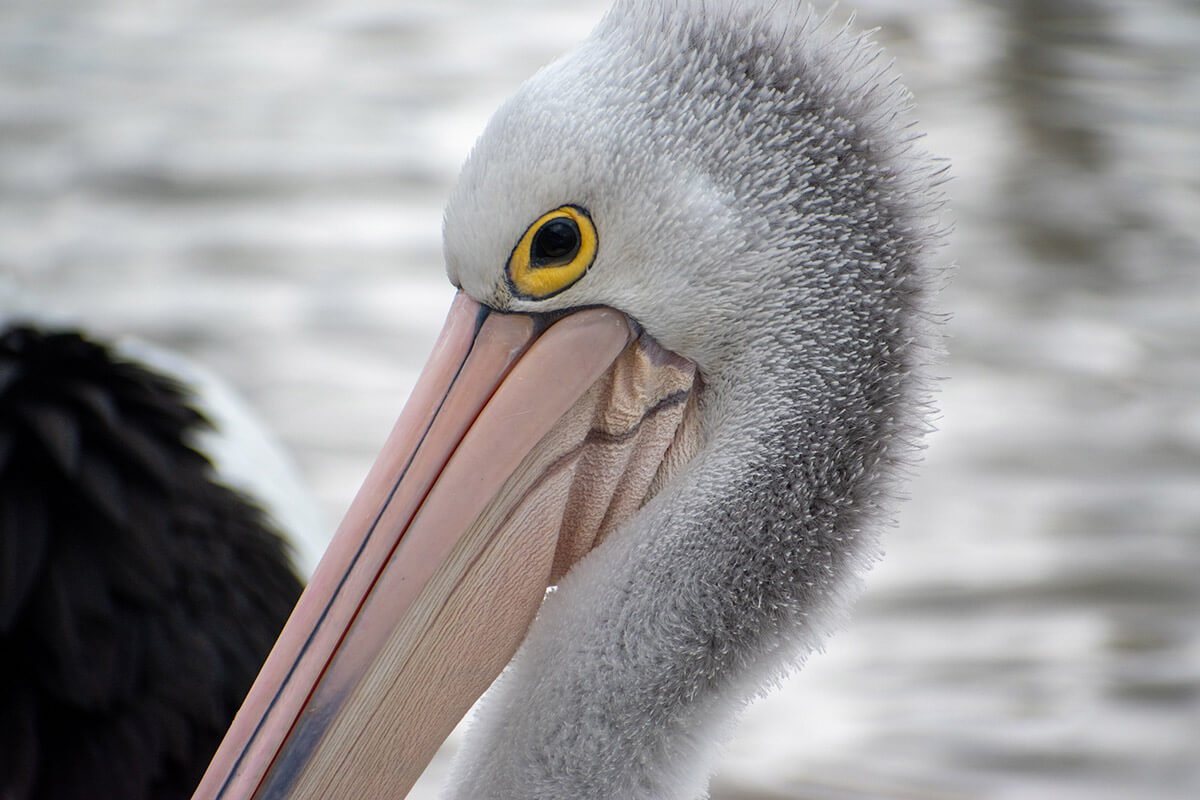 cómo funciona un seguro médico en australia
