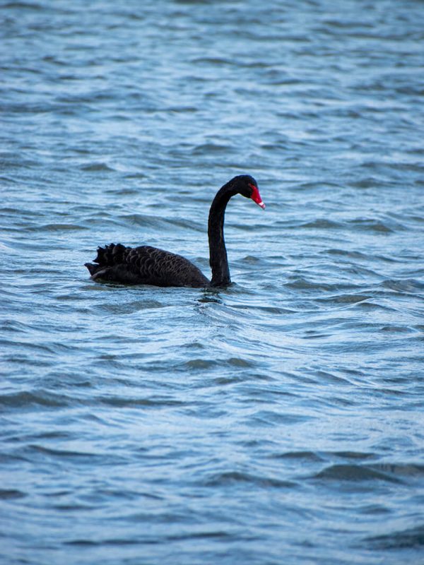 un cisne negro en el albert park