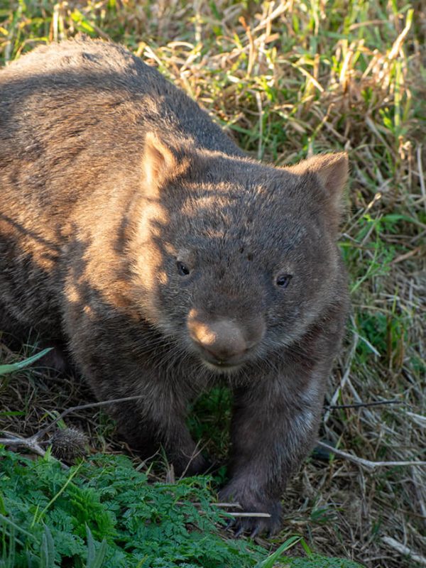 wombats en australia