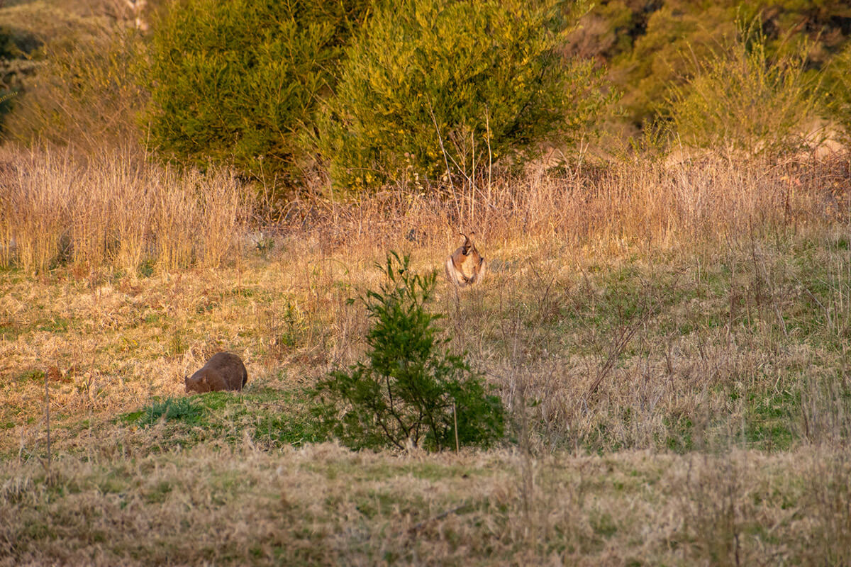 ver canguros cerca de sidney