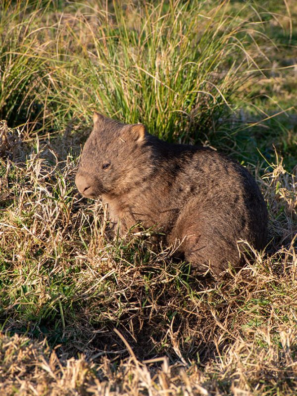 mejor epoca para viajar a sidney