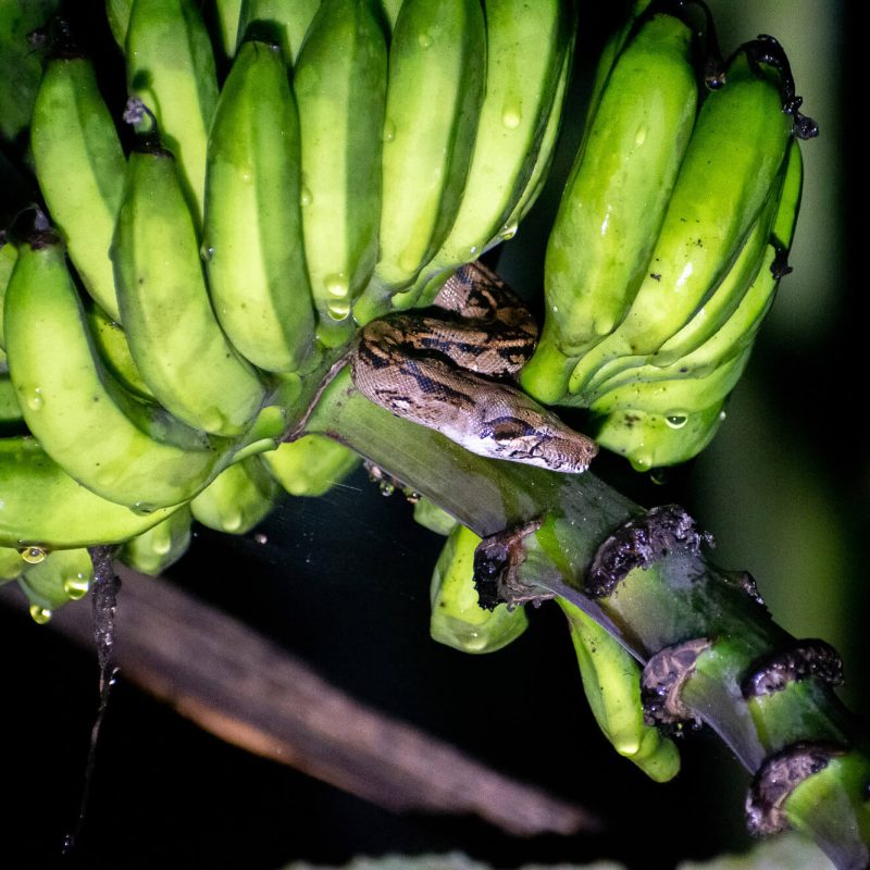 una serpiente con unos platanos en un árbol de costa rica