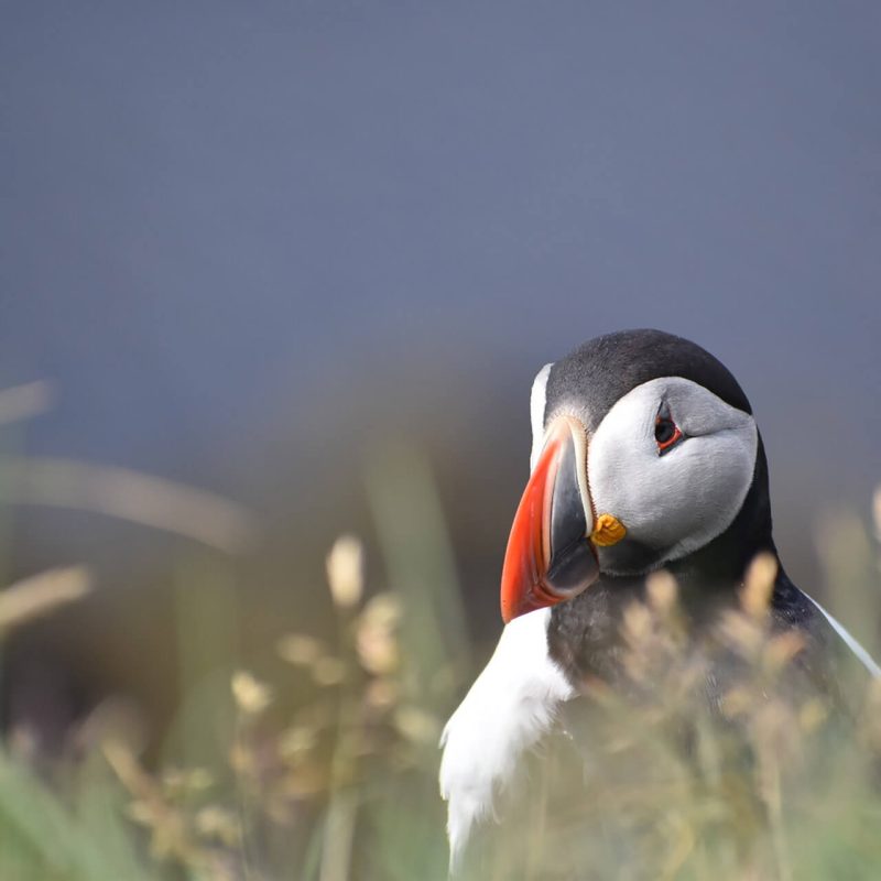 frailecillos en islandia