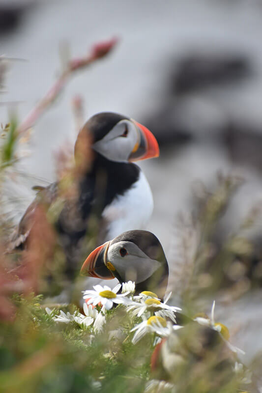 frailecillos-11 frailecillos islandia