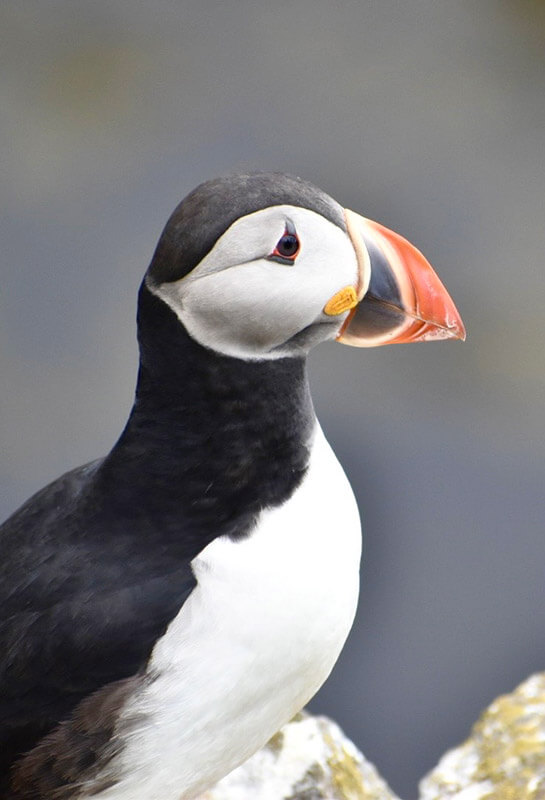 frailecillos-3 frailecillos islandia