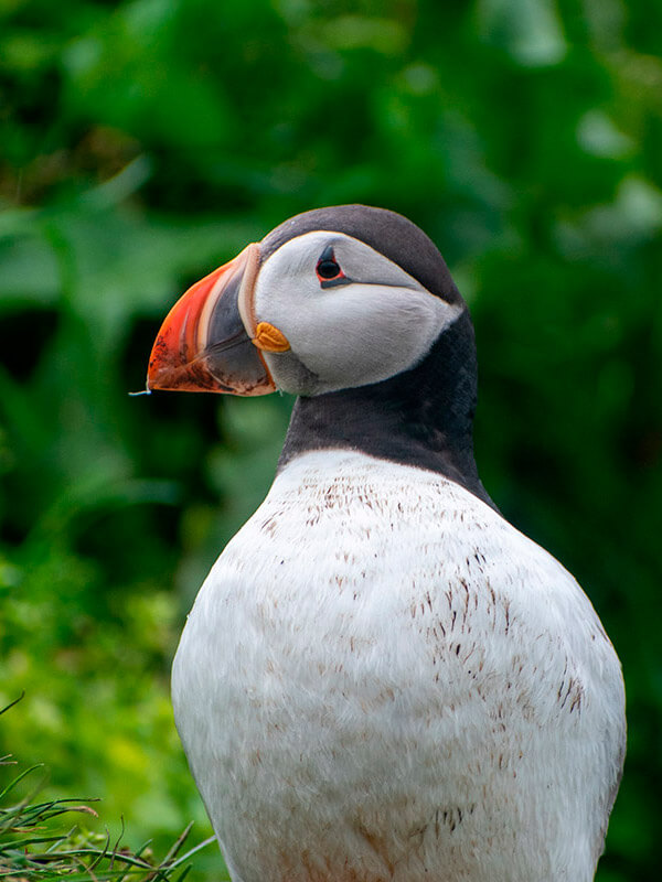 frailecillos-33 donde ver frailecillos en islandia
