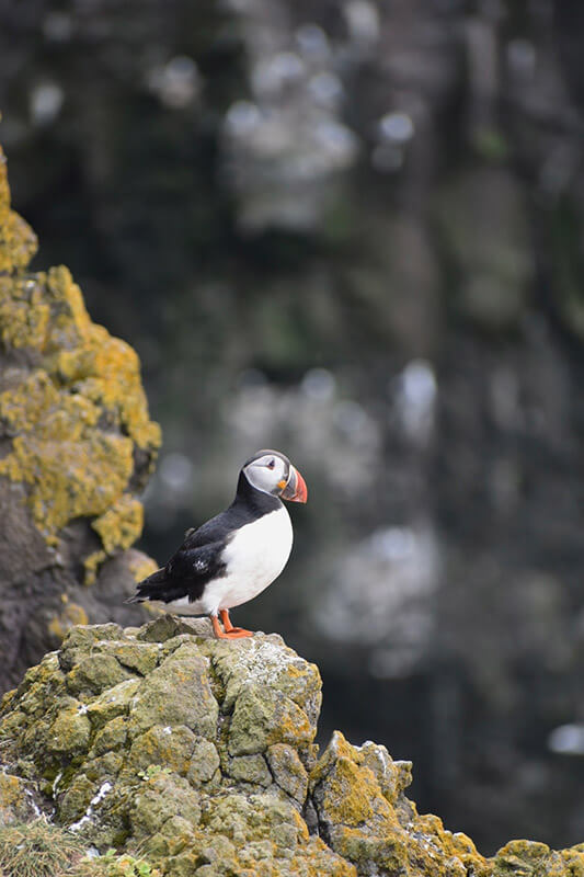 frailecillos-4 frailecillo artico