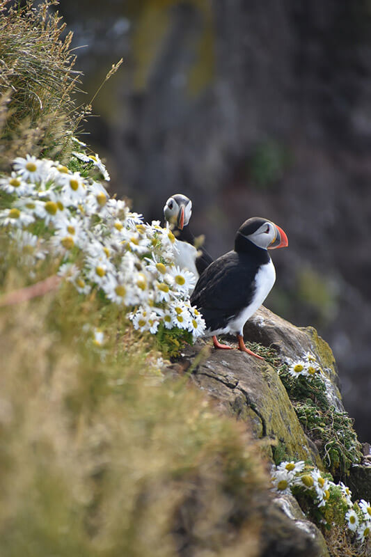 frailecillos-9 Dyrhólaey sur de islandia