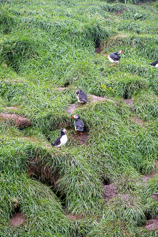 frailecillos-islandia-11 frailecillos islandia