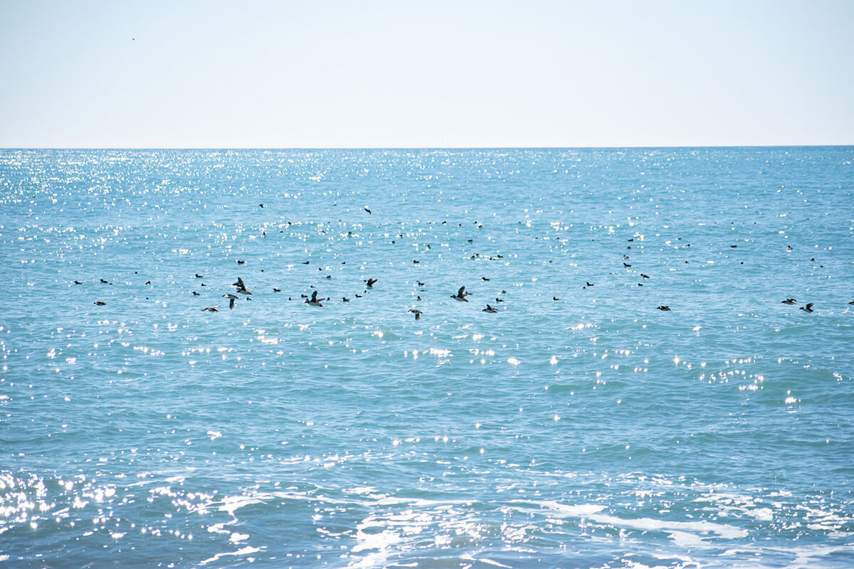 Reynisfjara frailecillos