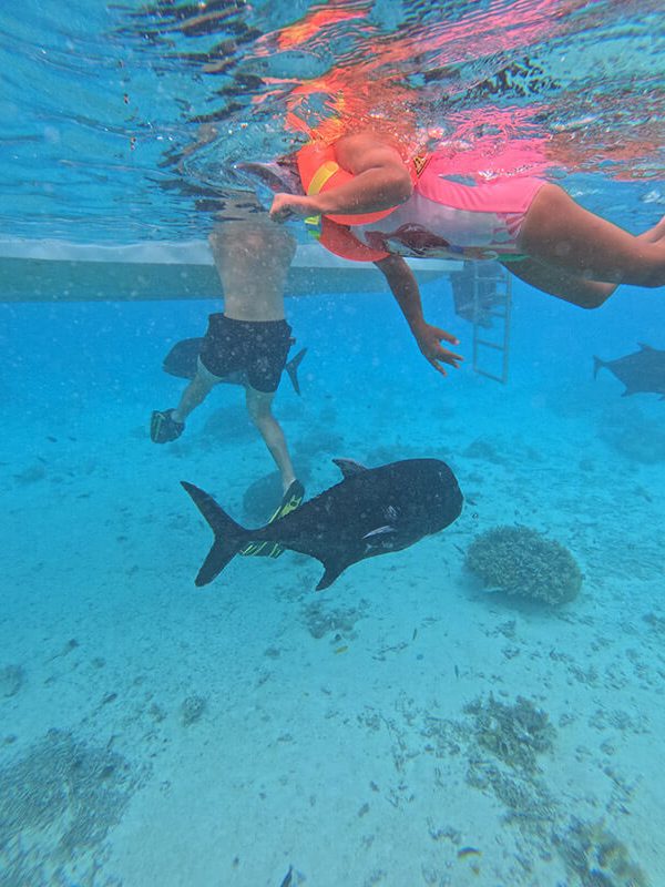 islas-cook-11 snorkel con niños